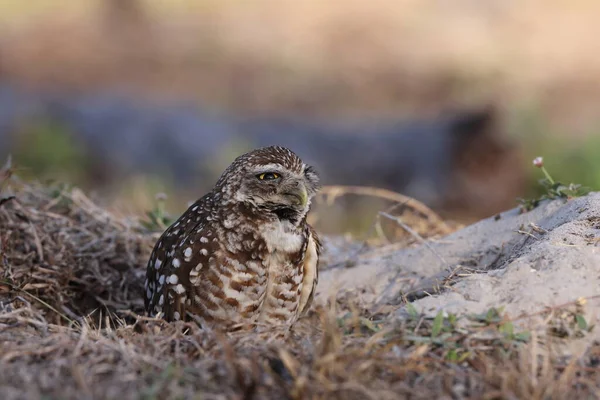 Burrowing Owl Athene Cunicularia Cape Coral Florida Usa — стокове фото