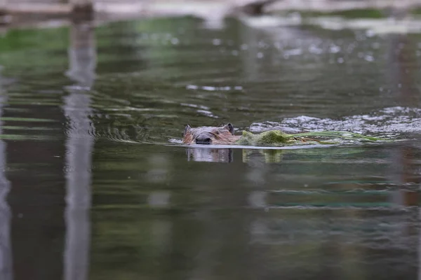 stock image North American Beaver (Castor canadensis) Alberta Canada