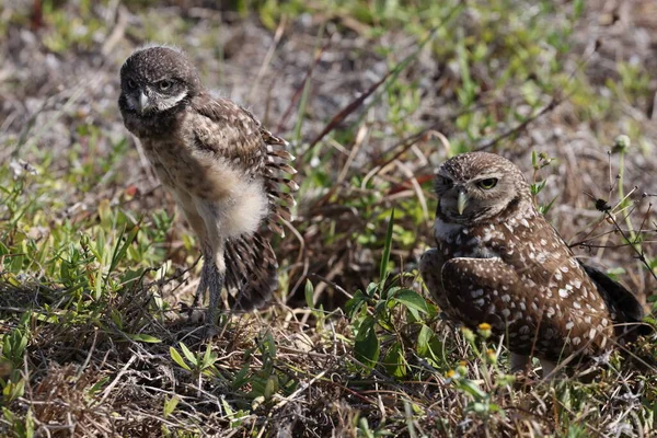 Burrowing Owl Athene Cunicularia Cape Coral Florida Usa Royalty Free Stock Images