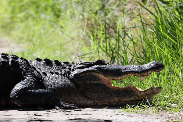 American Alligator Crossing Trail Circle Bar Reserve Florida —  Fotos de Stock
