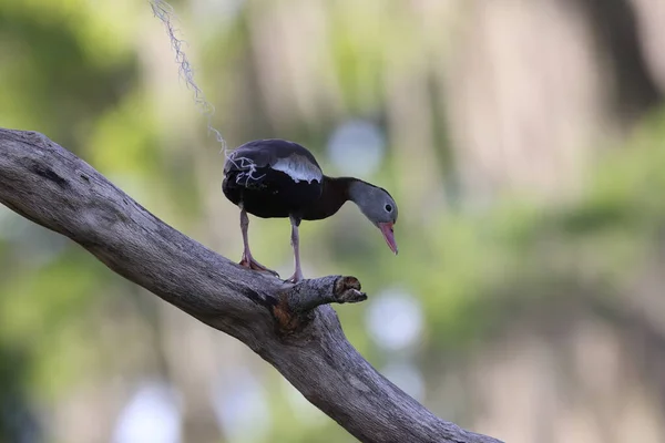 Black Bellied Whistling Ducks Branch Circle Bar Reserve Florida — Stock Photo, Image