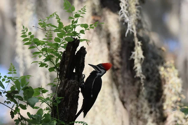Pileated Woodpecker Dryocopus Pileatus Circle Bar Reserve Florida Eua — Fotografia de Stock