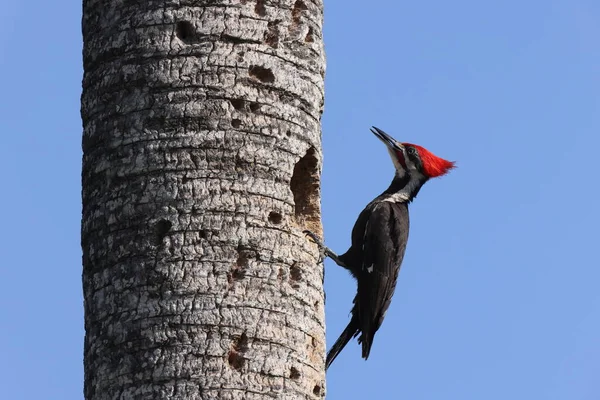 Pileated Woodpecker Dryocopus Pileatus Circle Bar Reserve Florida Usa — Stock Photo, Image