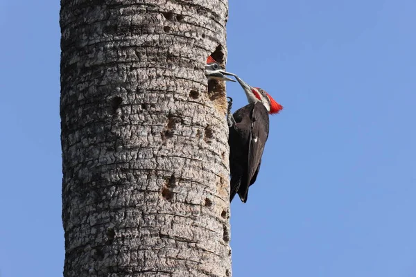 Pileated Woodpecker Dryocopus Pileatus Circle Bar Reserve Florida Usa — Stock fotografie
