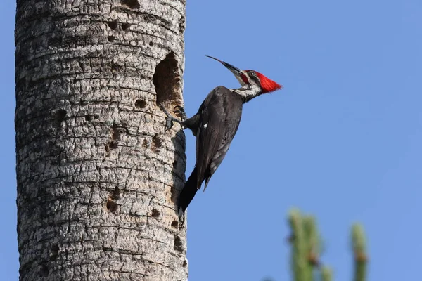 Pileated Woodpecker Dryocopus Pileatus Circle Bar Reserve Florida Usa — Stock Photo, Image