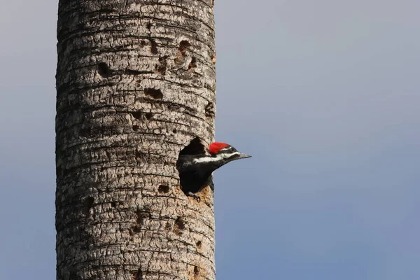 Young Pileated Woodpecker Dryocopus Pileatus Circle Bar Reserve Florida Usa — Stock Photo, Image