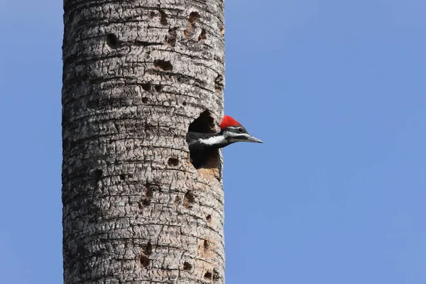 Молодой Pileated Woodpecker Dryocopus Pileatus Circle Bar Reserve Florida Usa — стоковое фото