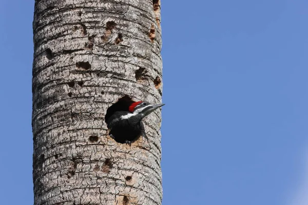 Jovem Pileated Woodpecker Dryocopus Pileatus Circle Bar Reserve Florida Eua — Fotografia de Stock
