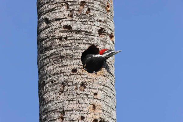 美国佛罗里达州B区酒吧保护区 Dryocopus Pileatus 年轻的皮利德啄木鸟 Pileated Woodpecker — 图库照片