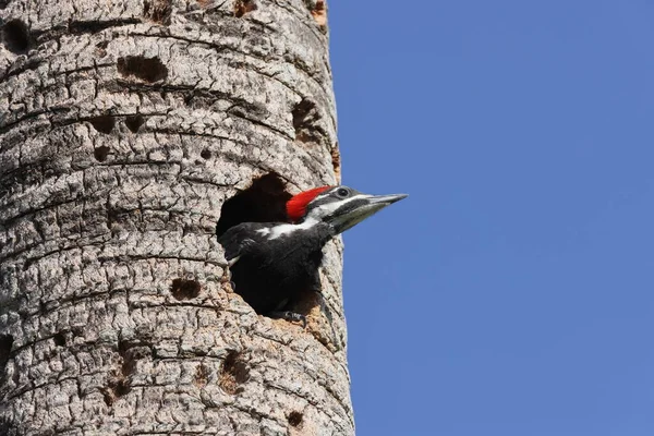 Fiatal Pileated Woodpecker Dryocopus Pileatus Circle Bar Reserve Florida Usa — Stock Fotó