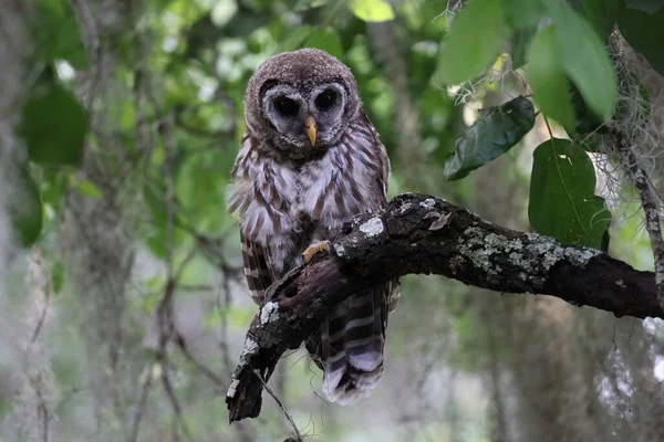 Young Barred Owl Circle Bar Reserve Florida Usa — Stock Photo, Image