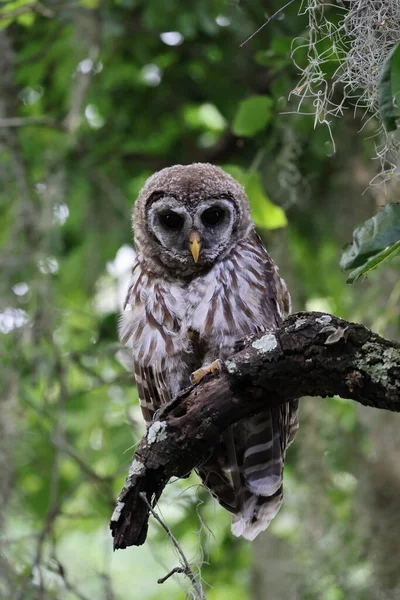 美国佛罗里达州B区酒吧保护区的年轻的Barred Owl — 图库照片