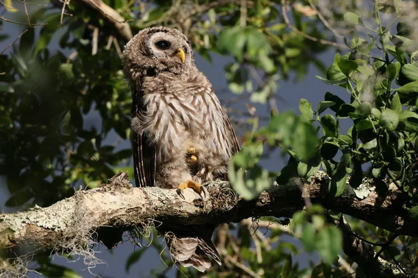 Barred Owl Circle Bar Reserve Florida — Foto de Stock