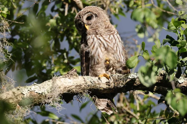 Barred Owl Circle Bar Reserve Florida —  Fotos de Stock