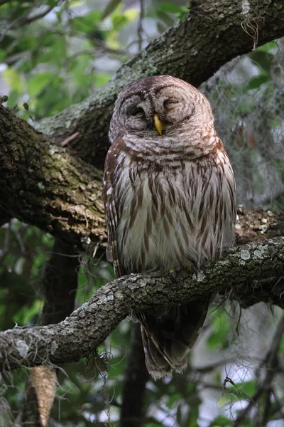 Barred Owl Circle Bar Reserve — стокове фото