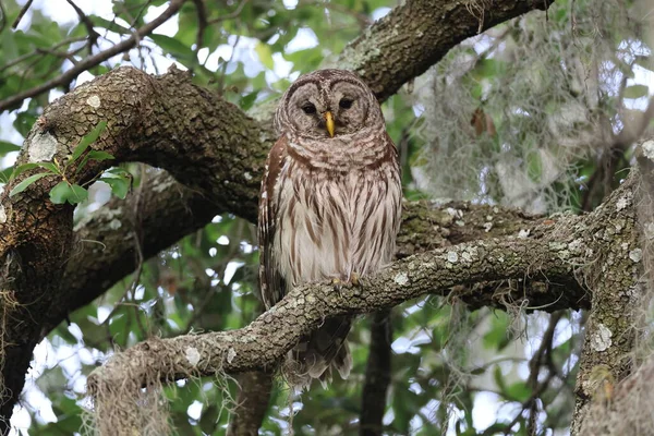 Barred Owl Circle Bar Reserve Florida — Foto de Stock