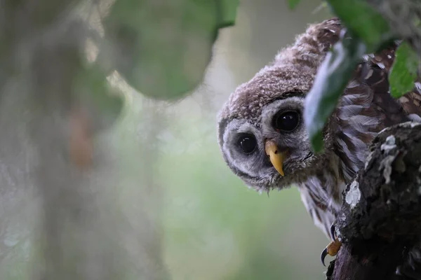 Young Barred Owl Circle Bar Reserve Florida Usa — Stock Photo, Image