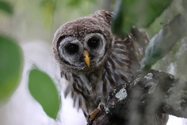 Νεαρός Barred Owl Στο Circle Bar Reserve Florida Ηπα — Φωτογραφία Αρχείου