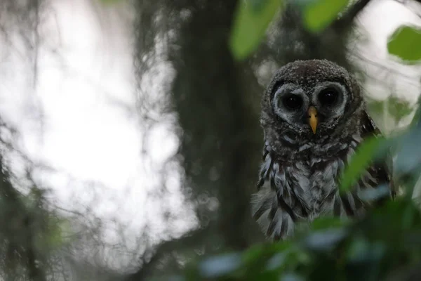 Junge Barred Owl Der Circle Bar Reserve Florida Usa — Stockfoto