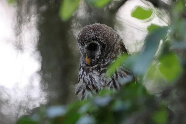 Giovane Barred Owl Circle Bar Reserve Florida Stati Uniti America — Foto Stock