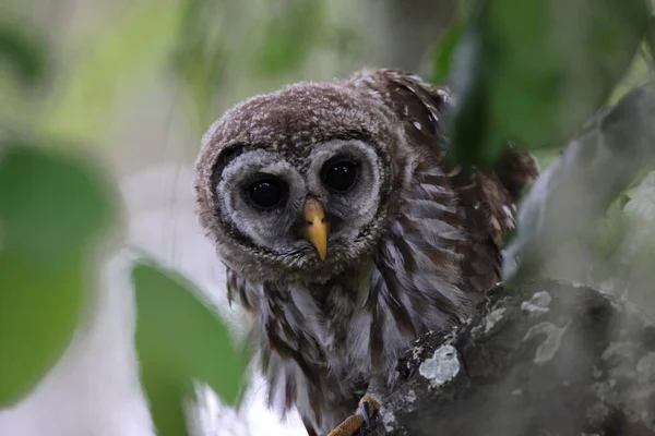 Young Barred Owl Circle Bar Reserve Florida Sua — Fotografie, imagine de stoc