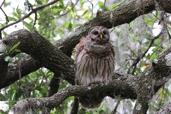Barred Owl Circle Bar Reserve Florida Usa — Stock Photo, Image