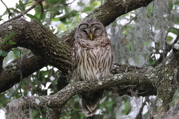 stock image Barred Owl  at the Circle B Bar Reserve Florida USA