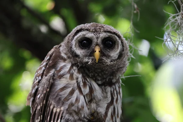 Νεαρός Barred Owl Στο Circle Bar Reserve Florida Ηπα — Φωτογραφία Αρχείου