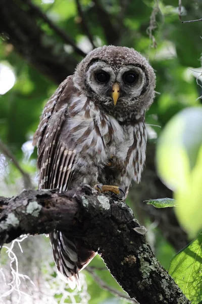 Νεαρός Barred Owl Στο Circle Bar Reserve Florida Ηπα — Φωτογραφία Αρχείου