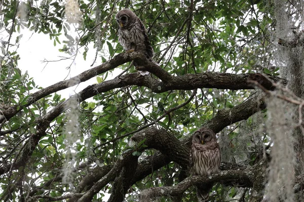 Barred Owl Der Circle Bar Reserve Florida Usa — Stockfoto