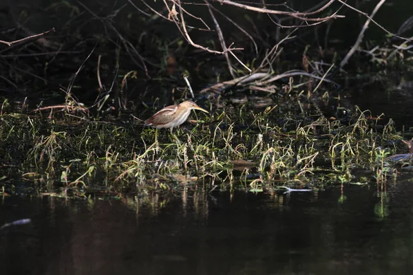 stock image Least Bittern (Ixobrychus exilis) Wakodahatchee Wetlands Florida USA