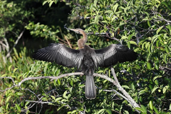 stock image American darter Wakodahatchee Wetlands Florida USA