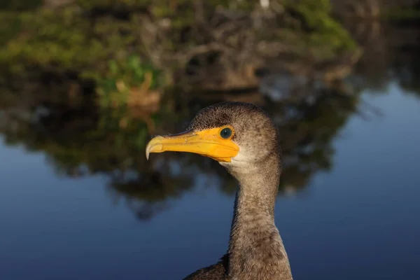 Double Crested Cormorant Wakodahatchee Wetlands Florida Verenigde Staten — Stockfoto