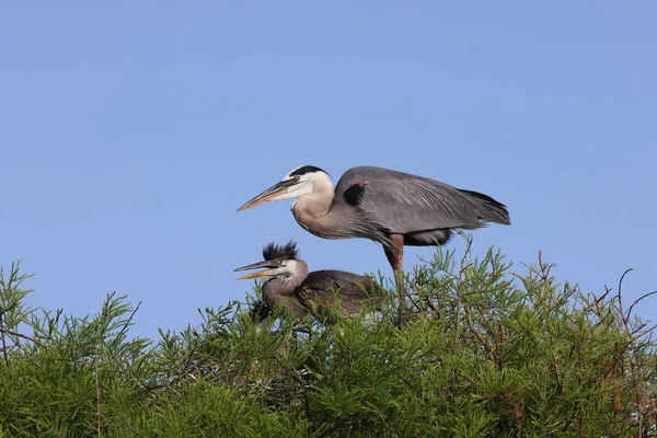 Great Blue Heron Wakodahatchee Humedales Florida —  Fotos de Stock