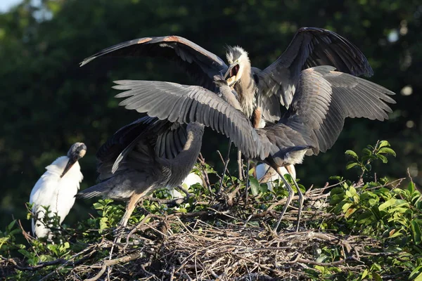 Great Blue Heron Wakodahatchee Wetlands Florida Usa — Stockfoto