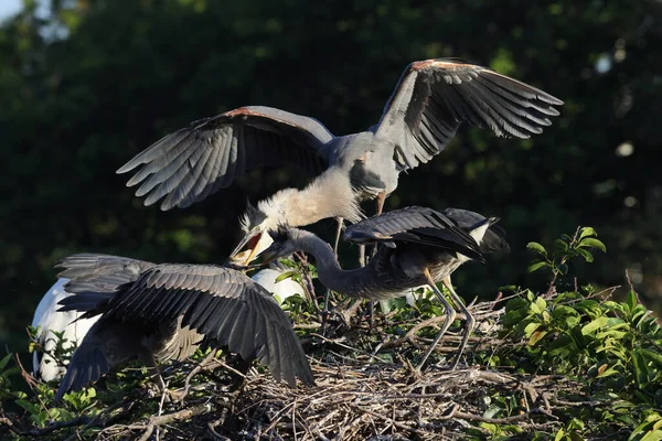 Great Blue Heron Wakodahatchee Humedales Florida —  Fotos de Stock
