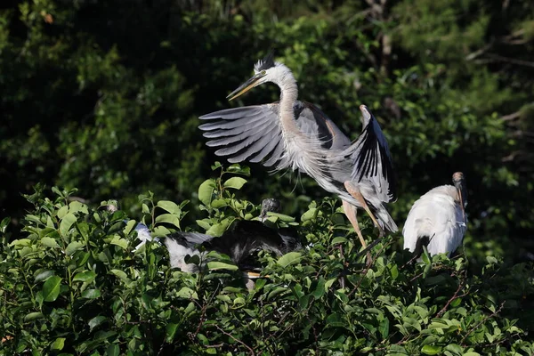 Great Blue Heron Wakodahatchee Wetlands Florida Amerikai Egyesült Államok — Stock Fotó