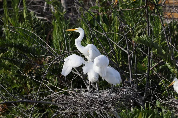Great Egret Wakodahatchee Humedales Florida —  Fotos de Stock