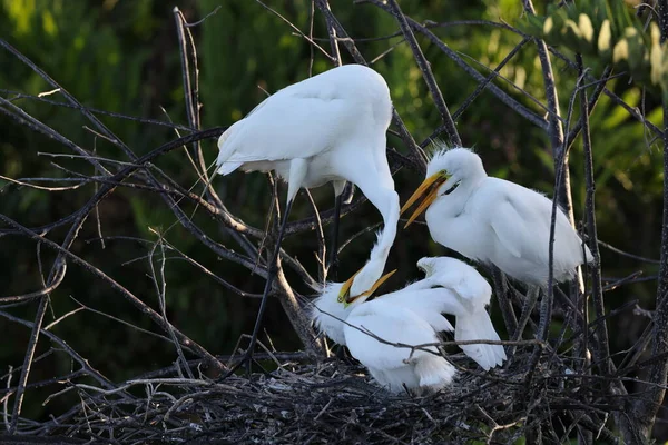 美国佛罗里达州大Egret Wakodahatchee湿地 — 图库照片