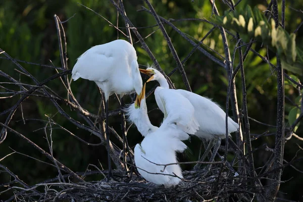 Great Egret Wakodahatchee Wetlands Florida Usa — Stock Photo, Image