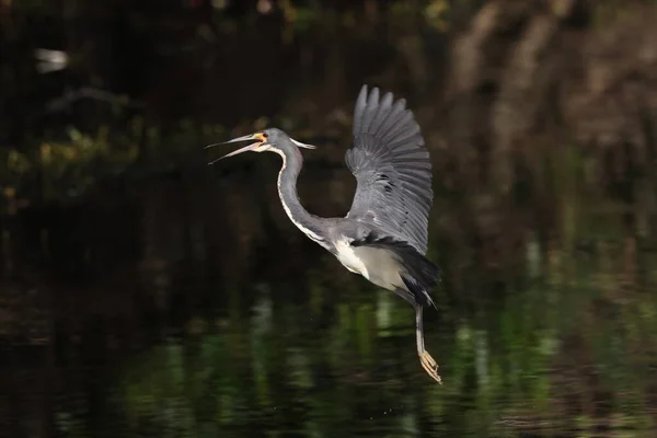 Tricolred Heron Egretta Tricolor Wakodahatchee Wetlands Florida Usa — Stockfoto