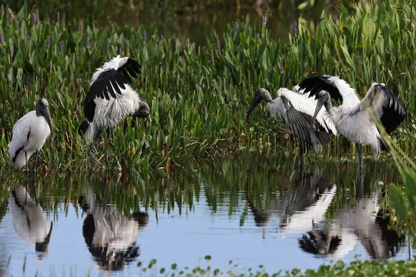 Wood Stork Mycteria Americana Wakodahatchee Wetlands Florida Usa — Stock Photo, Image