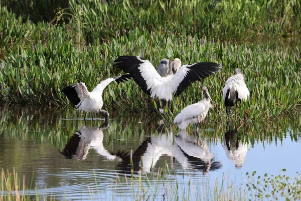 stock image Wood Stork (Mycteria americana) Wakodahatchee Wetlands Florida USA