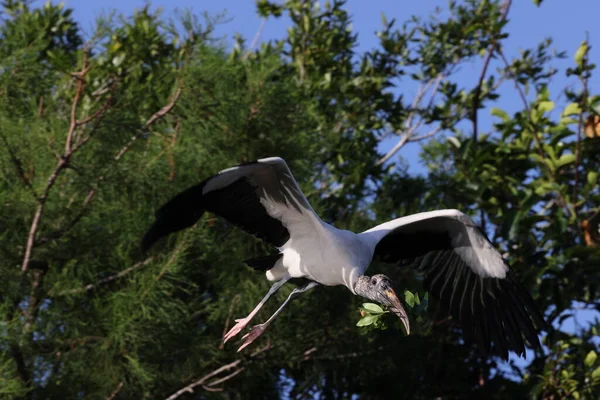 Wood Stork Mycteria Americana Wakodahatchee Wetlands Florida Usa — стокове фото