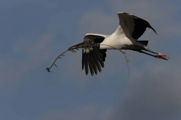 Wood Stork Mycteria Americana Wakodahatchee Wetlands Florida Usa — Stock Photo, Image