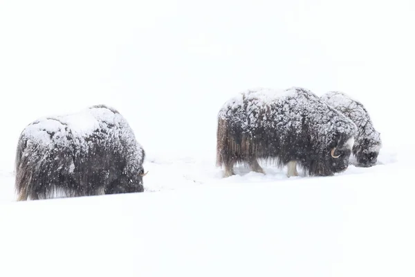 Wild Musk Tempestade Neve Parque Nacional Dovrefjell Noruega — Fotografia de Stock