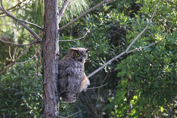 Great Horned Owl Florida Usa — Foto Stock