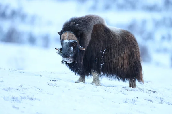 Pézsmaökör Télen Dovrefjell Sunndalsfjella Nemzeti Parkban Norvégia — Stock Fotó