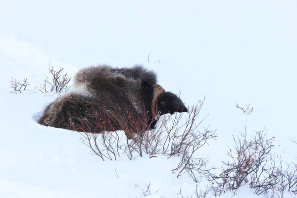 挪威Dovrefjell Sunndalsfjella国家公园大雪中的麝香 — 图库照片