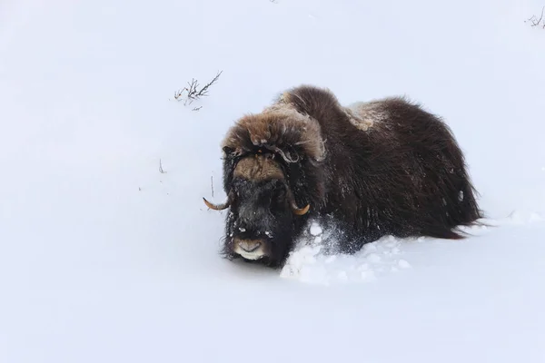 挪威Dovrefjell Sunndalsfjella国家公园大雪中的麝香 — 图库照片